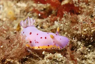 Goniobranchus loringi