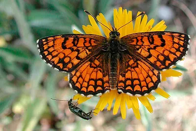 Melitaea athalia jigsaw puzzle