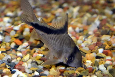 Corydoras melini