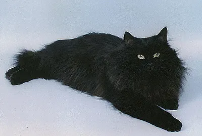 Siberiano nero