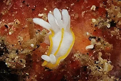 Goniodoridella savignyi