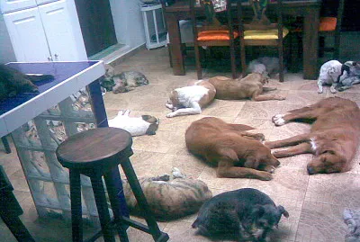 CANI jigsaw puzzle