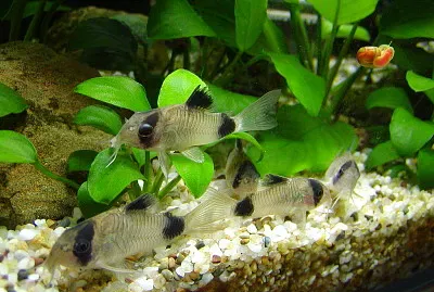 Corydoras panda