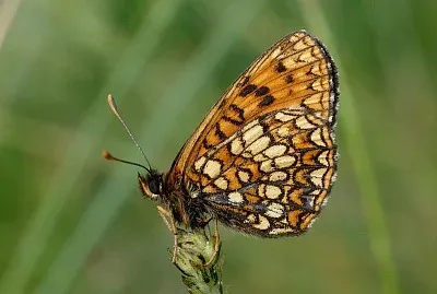 Melitaea britomartis jigsaw puzzle