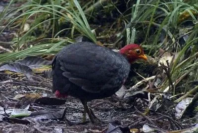 Pernice testacremisi