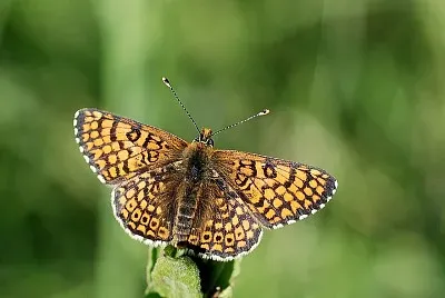 Melitaea cinxia jigsaw puzzle