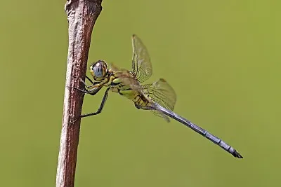 Orthetrum icteromelas jigsaw puzzle