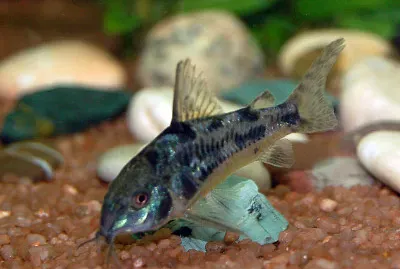 Corydoras paleatus