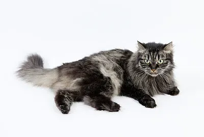 Siberiano bianconero