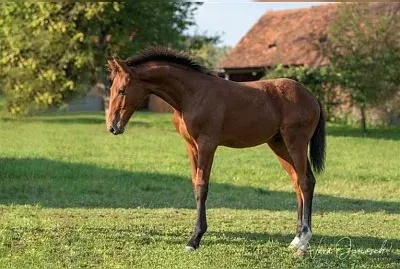 Warmblood austriaco