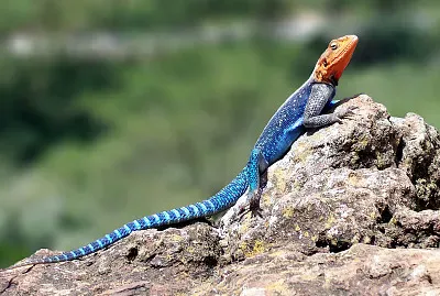 Agama lionotus