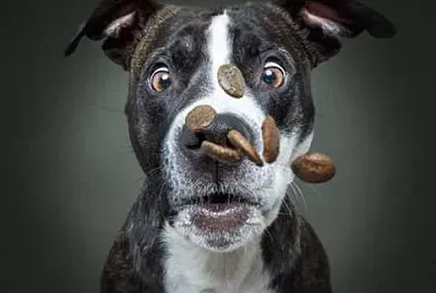 PIT jigsaw puzzle
