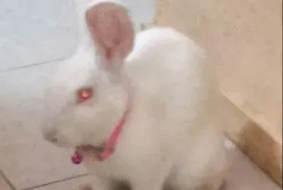 BUNNY