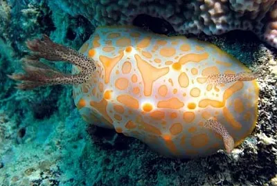 Halgerda aurantiomaculata