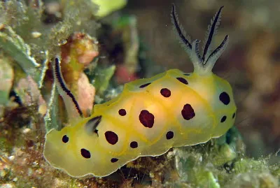 Halgerda brunneomaculata