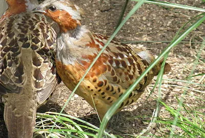 Pernice del bambu della cina
