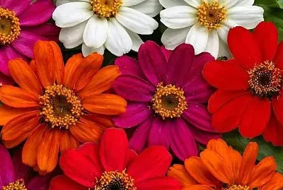 flores