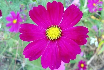 flores