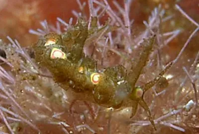 Limenandra nodosa
