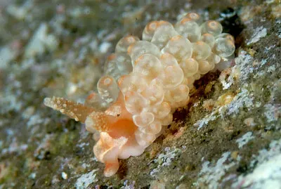 Baeolidia salaamica