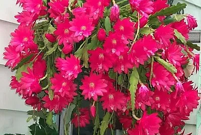 flores