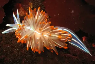 Hermissenda crassicornis