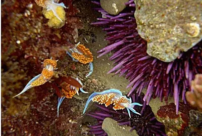 Hermissenda opalescens