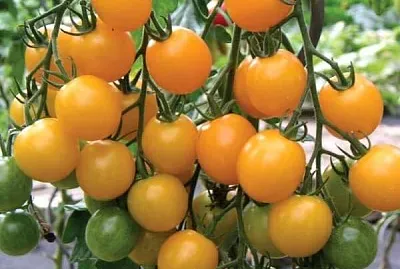 frutas jigsaw puzzle