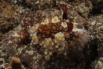 Hoplodoris estrelyado