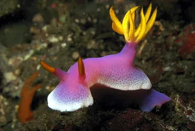 Hypselodoris apolegma