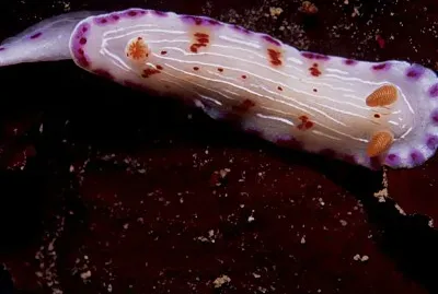 Hypsecolodoris capensis