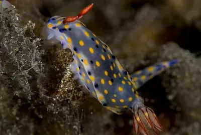 Hypselodoris confetti