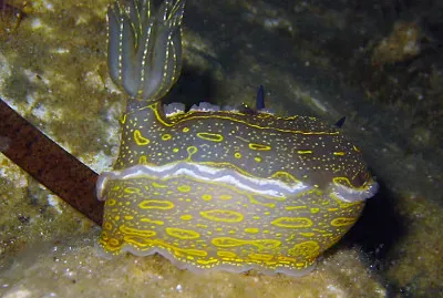 Hypselodoris elegans