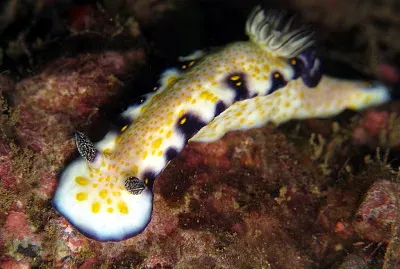 Hypselodoris imperialis