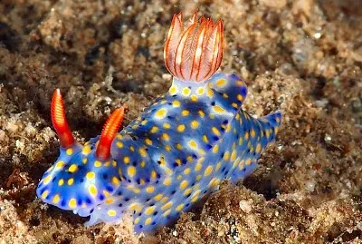 Hypselodoris kanga