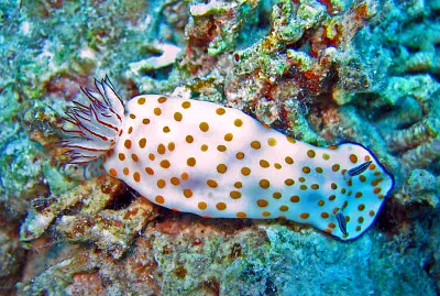 Hypsecolodoris pulchella