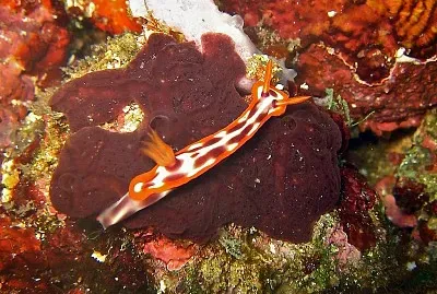 Hypsecolodoris purpureomaculosa