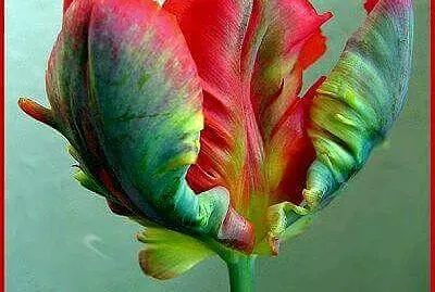 Parrot Tulip