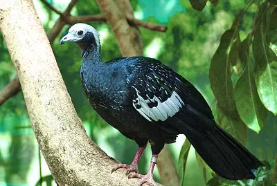 Pipile cumanensis