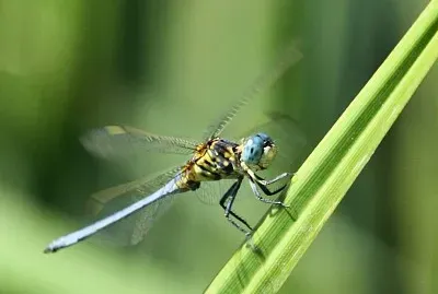 Orthetrum abbotti jigsaw puzzle