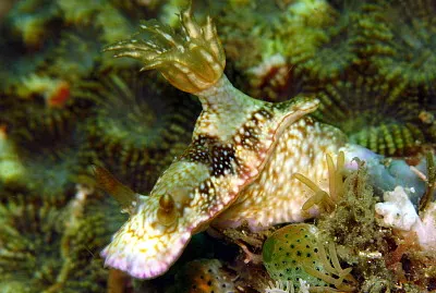 Hypsecolodoris reidi