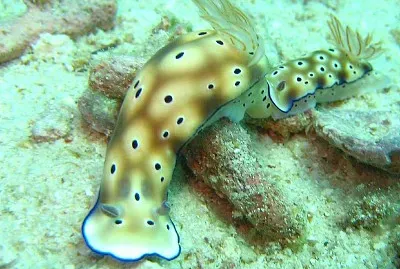 Hypsecolodoris tryon