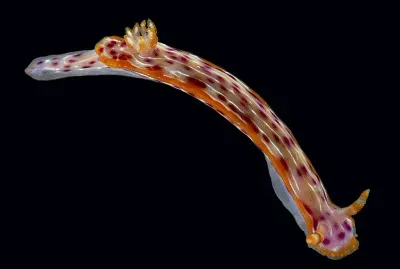 Hypsecolodoris yarae