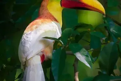 natural jigsaw puzzle