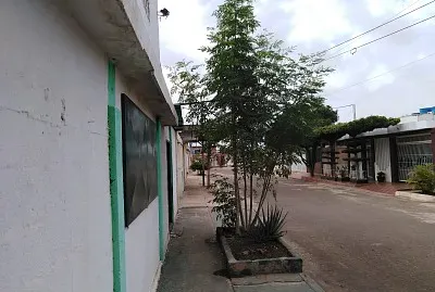 la moringa