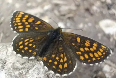 Melitaea diamina jigsaw puzzle