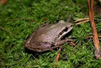 Del coro meridionale