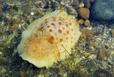 Diaulula punctvolata