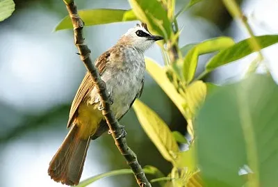 Bulbul coronanera