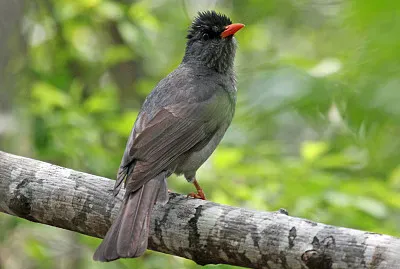Bulbul del madagascar